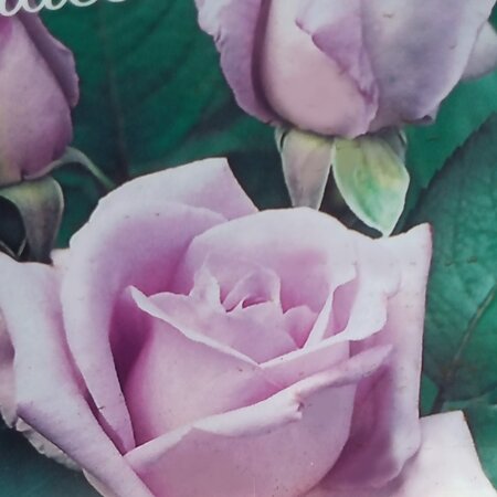 Rose 'Rosa Blues' - 2L