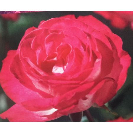 Rose 'Rose Gaujard' 3L