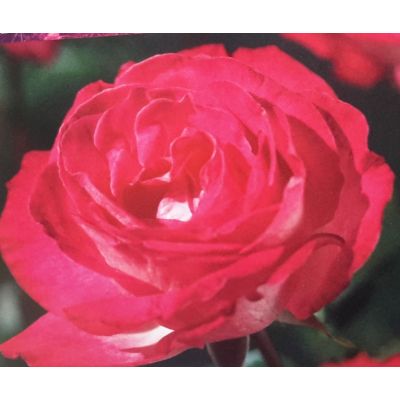 Rose 'Rose Gaujard' 3L