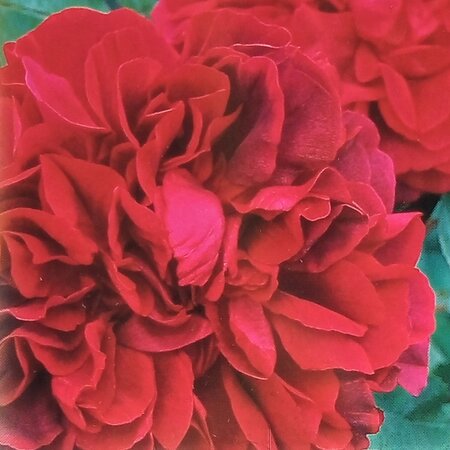 Rose 'The Dark Lady' - 2L