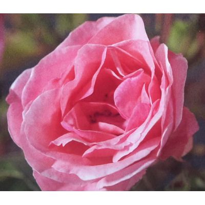 Rose 'The Queen Elizabeth Rose' 3L