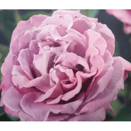 Rose 'Waltz Time' 3L