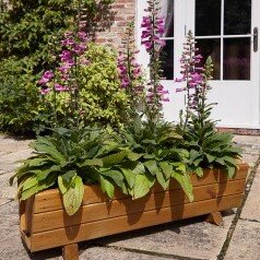 Rosemoor Trough Planter