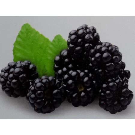 Rubus Fruticosa Loch Ness 2L (Blackberry)