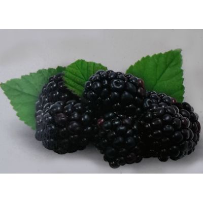 Rubus Fruticosa Theodor Reimers 2L (Blackberry)