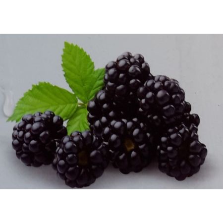 Rubus Fruticosus Black Satin 2L (Blackberry)