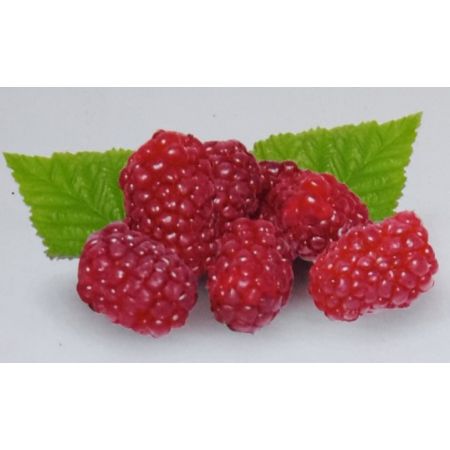 Rubus Fruticosus Tayberry 2L