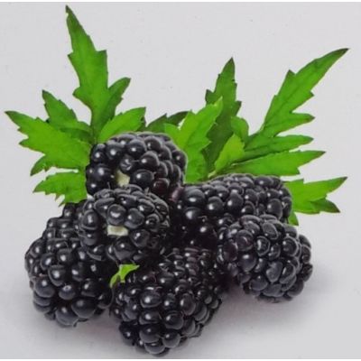 Rubus Fruticosus Thornless Evergreen 2L (Blackberry)