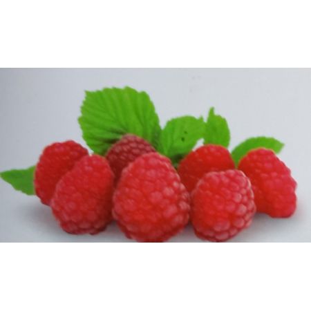 Rubus Idaeus Autumn Bliss 2L (Raspberry)