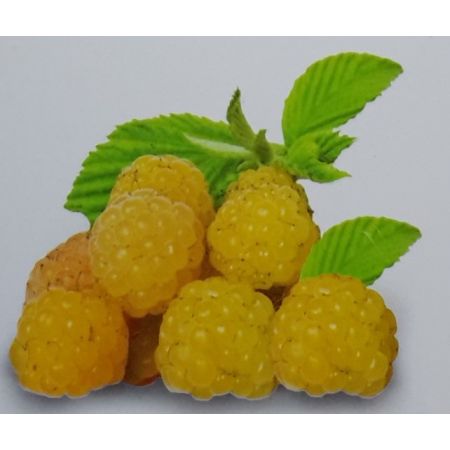 Rubus Idaeus Golden Everest 2L