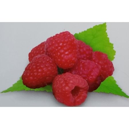 Rubus Idaeus Héritage 2L (Raspberry)