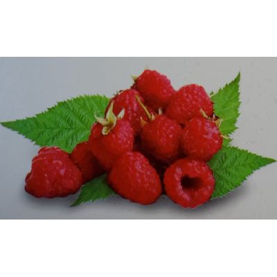 Rubus Idaeus Malling Promise 2L (Raspberry)