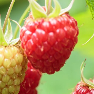 Rubus Idaeus Ottawa 2L (Raspberry)