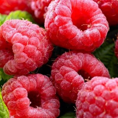 Rubus Idaeus TwoTimer Sugana 2L (Raspberry)