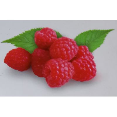 Rubus Idaeus Willamette 2L (Raspberry)