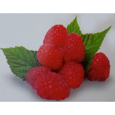 Rubus Idaeus Zefa Herbsternte 2L (Raspberry)