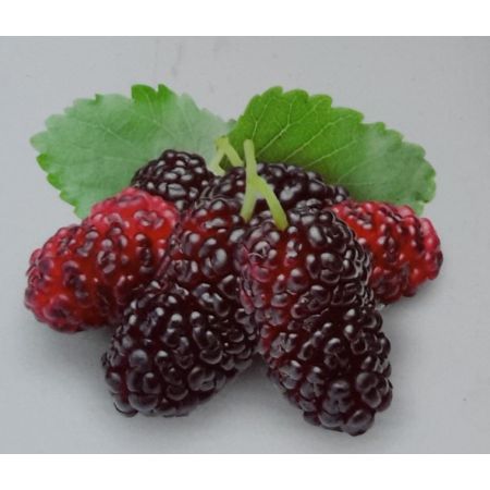 Rubus Loganobaccus 2L (Loganberry)