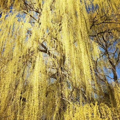 Salix Alba Tristis (Golden Weeping Willow Tree) - High Std - 30L - 180cm clear stem