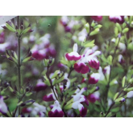 Salvia Greggii Amethyst Lips 2L