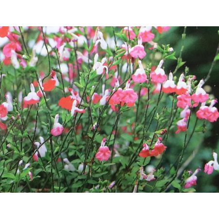 Salvia Hot Lips 2L