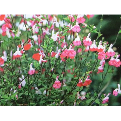 Salvia Hot Lips 2L