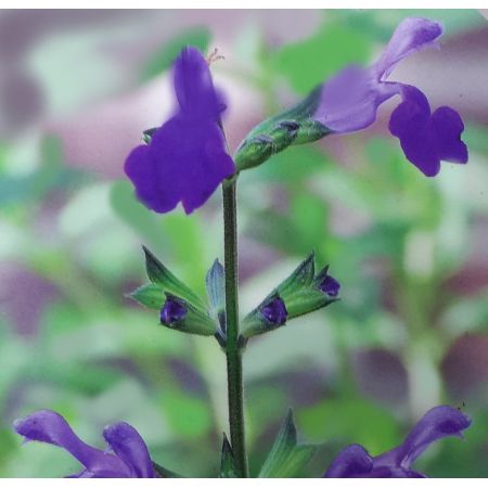 Salvia Microphylla Blue Monrovia 2L