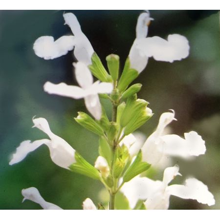 Salvia Microphylla Gletsjer 2L