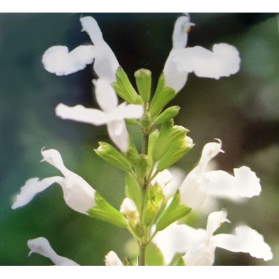 Salvia Microphylla Gletsjer 2L