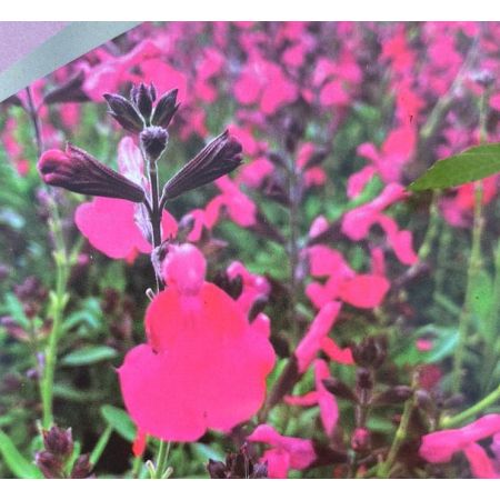 Salvia- Salvia-Gregii Mirage HotPink - 2L