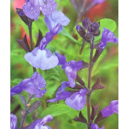 Salvia So Cool So Blue - 2L