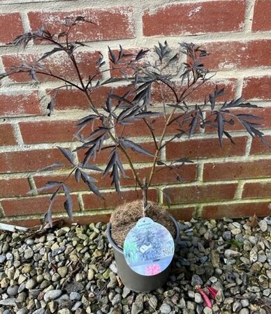 Sambucus Nigra Black Lace - 2L