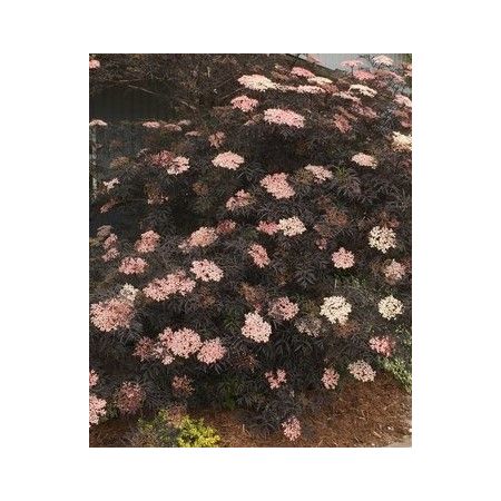 Sambucus Nigra Black Lace - 9L (Black Elder)