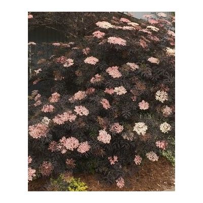 Sambucus Nigra Black Lace - 9L (Black Elder)