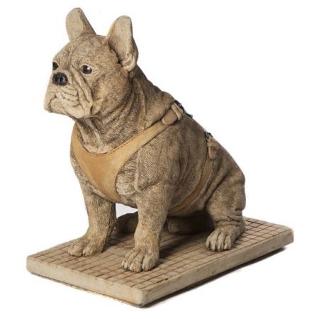 Sanctuary French Bulldog