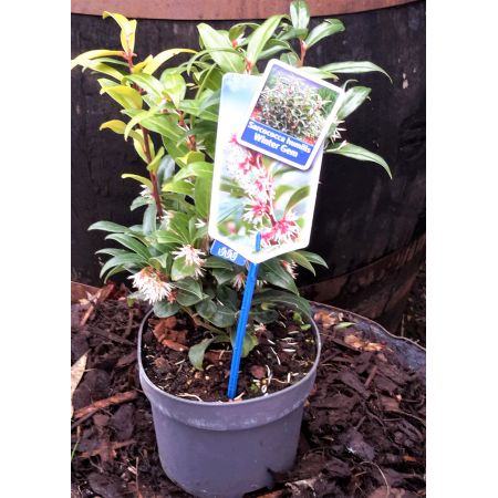 Sarcococca humilis Winter Gem 2L