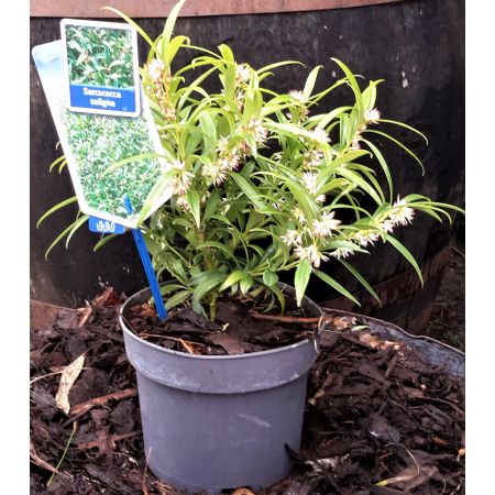 Sarcococca Saligna 2L - Windlestone Nursery & Garden Centre in ...