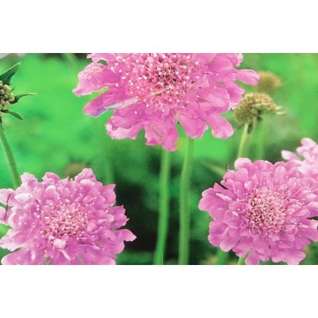 Scabiosa Incisa Kudo Pink 2L