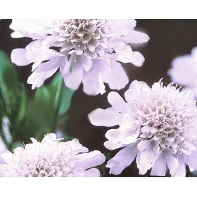 Scabiosa Incisa Kudo White 2L