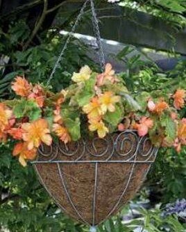 Scrolled Cone Hanging Basket - 30cm dia.