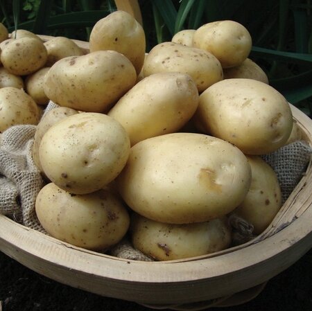 Second Early Seed Potato - Estima - 2kg