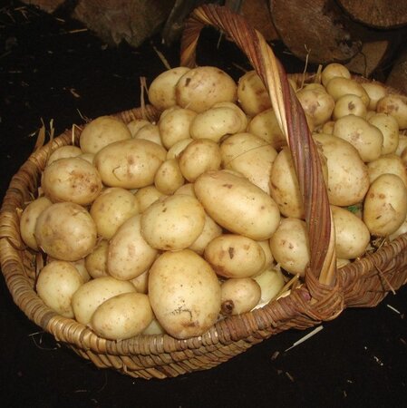 Second Early Seed Potato - Maris Peer - 2kg