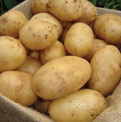 Second Early Seed Potato - Nadine - 2kg