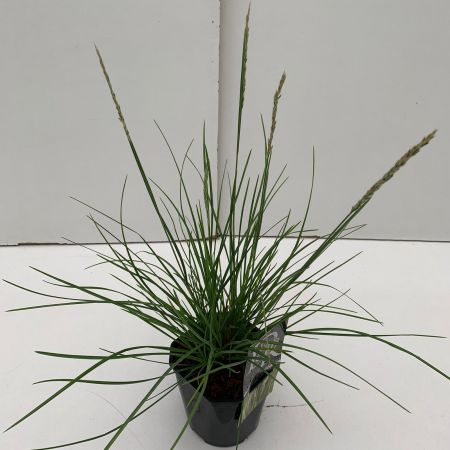 Sesleria Autumnalis 2L