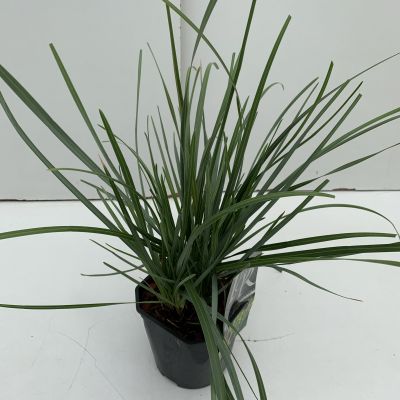 Sesleria Heufleriana 2L