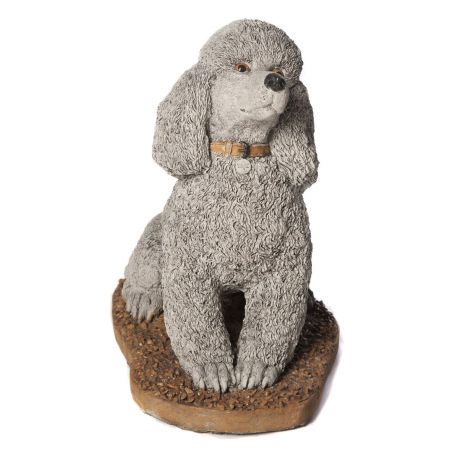 Sitting Poodle