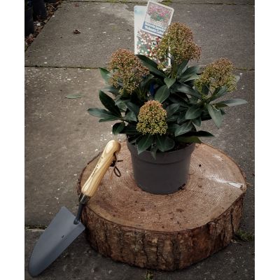 Skimmia Japonica Rubesta Cuba 2L