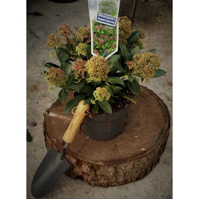 Skimmia Japonica Rubesta Giant Pink 2L