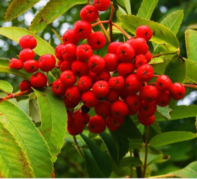 Sorbus Aucuparia Pendula - 2.2m - 35L