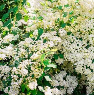 Spiraea X Vanhouttei (Bridal Wreath) - 9L - 100cm