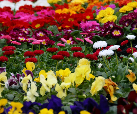 Spring Bedding Plant Mix (4 packs with 4 or 6 plants in each)